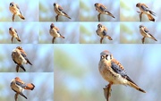 10th Apr 2015 - American Kestrel Collage