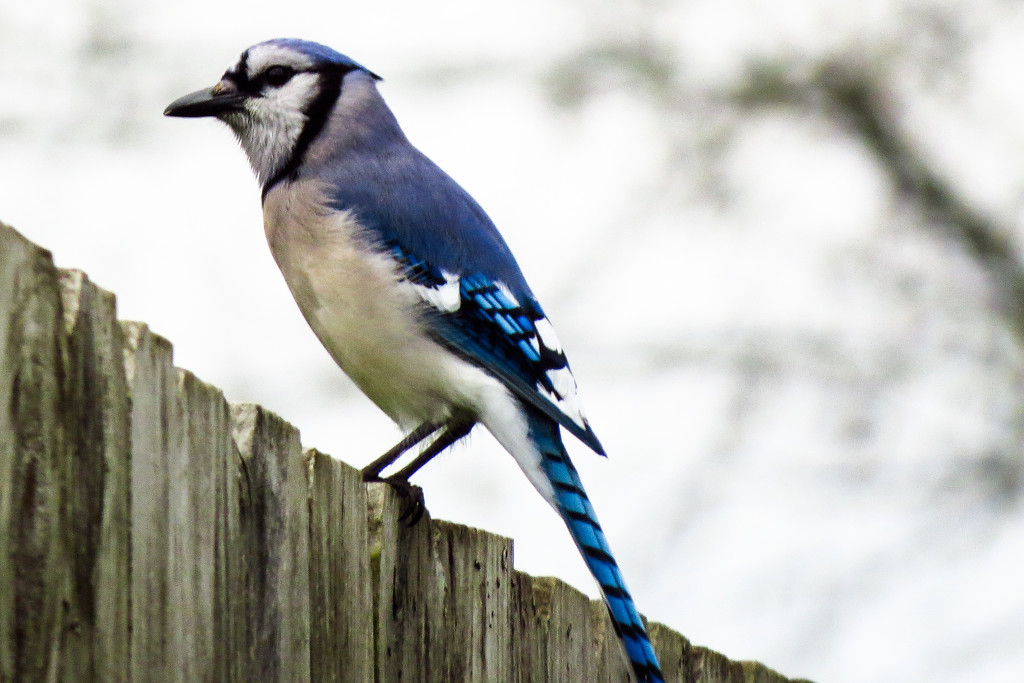 Yea for Me - or the BlueJay by milaniet