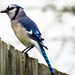 Yea for Me - or the BlueJay by milaniet
