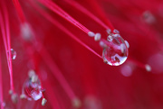 10th Apr 2015 - Droplets in the bottlebrush