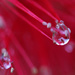 Droplets in the bottlebrush by ingrid01