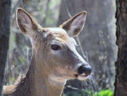 9th Apr 2015 - Deer Profile