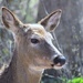 Deer Profile by randy23