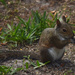 Hungry Squirrel by rickster549
