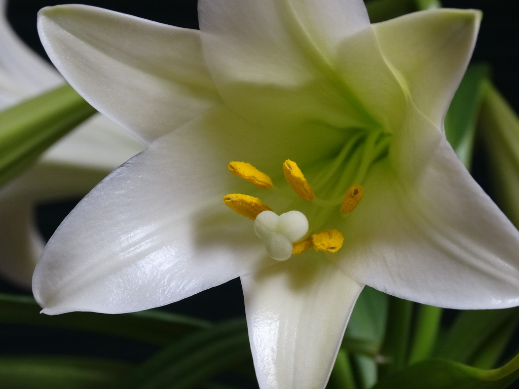 Easter Lily by khawbecker