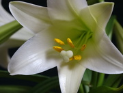3rd Apr 2015 - Easter Lily
