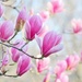 Tulip Tree by lynnz