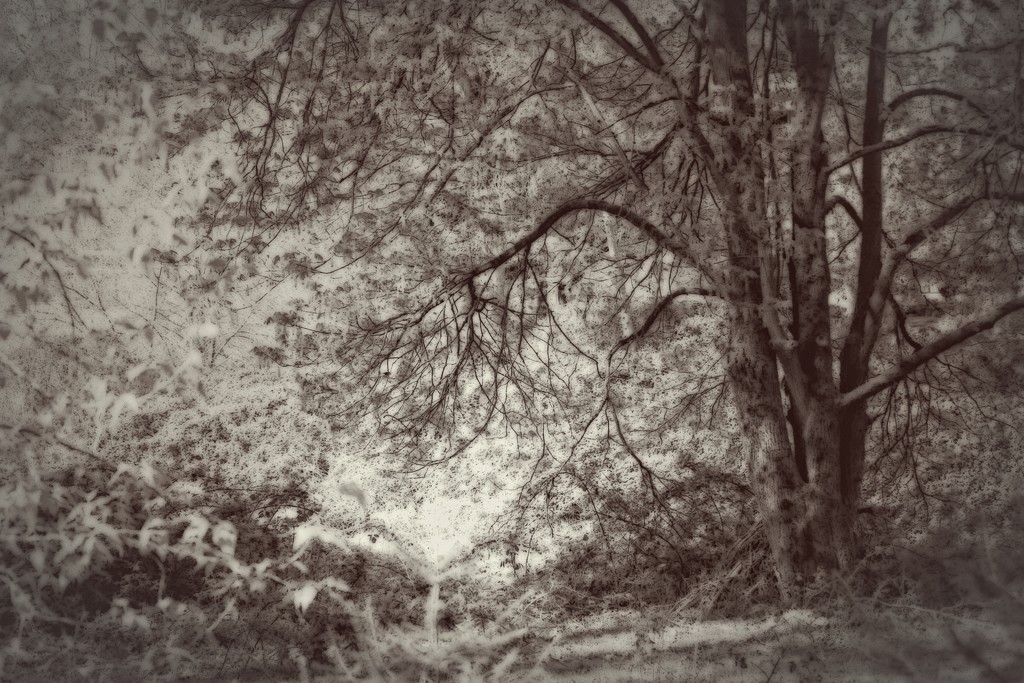 Vintage tree by nanderson