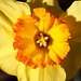 Daffodil by harbie