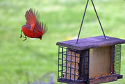 10th Apr 2015 - Male Northern Cardinal Landing