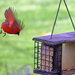 Male Northern Cardinal Landing by dsp2