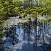 Reflections, Cypress Gardens, Berkeley County, SC by congaree
