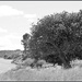 Tree by a River by nickspicsnz
