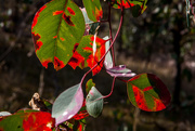 11th Apr 2015 - Autumn leaves in Oz