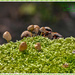 Tiny Toadstools by carolmw