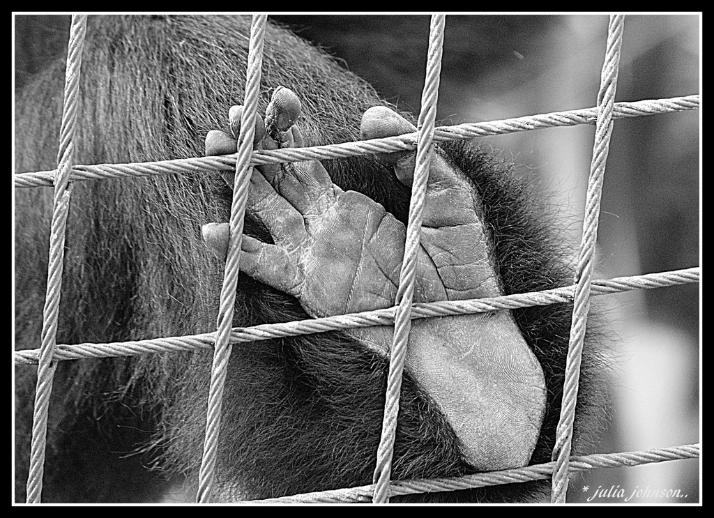 Primate Foot... by julzmaioro