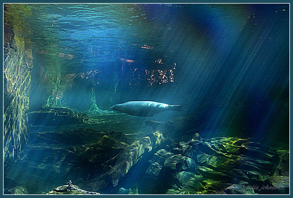 Seal and underwater rainbow.. by julzmaioro