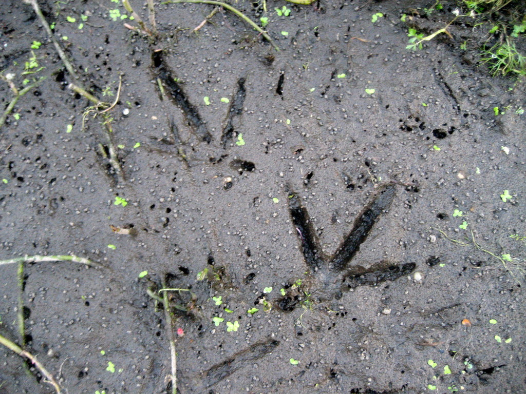 Moorhen tracks by steveandkerry