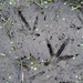 Moorhen tracks by steveandkerry