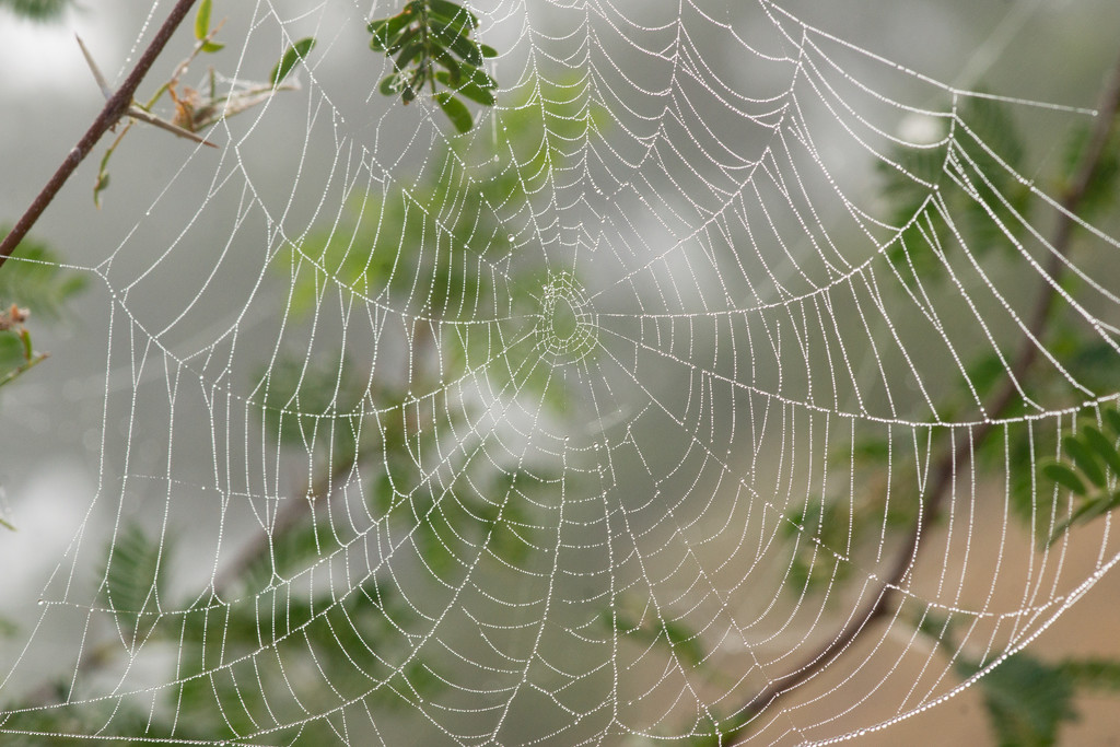 Foggy web by bella_ss