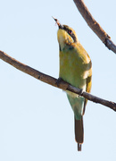 10th Apr 2015 - Hungry bee-eater