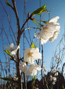 11th Apr 2015 - Cherry Blossoms