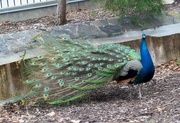 9th Apr 2015 - Peacock Tail Feathers 
