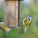 Great tit and blue tit by overalvandaan