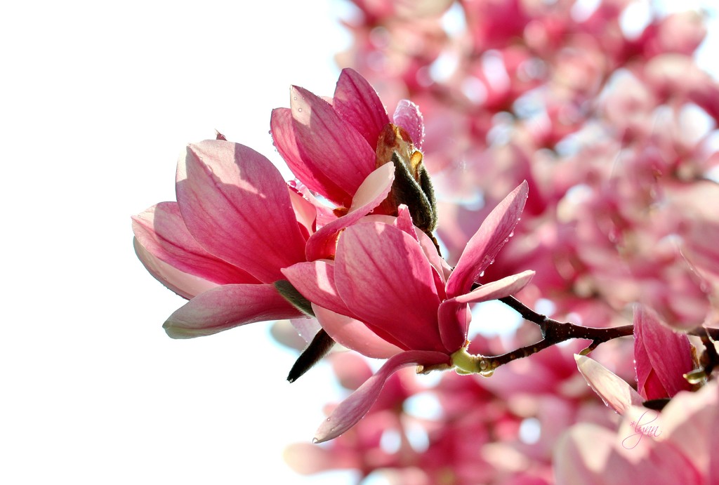Midwest Magnolia by lynnz