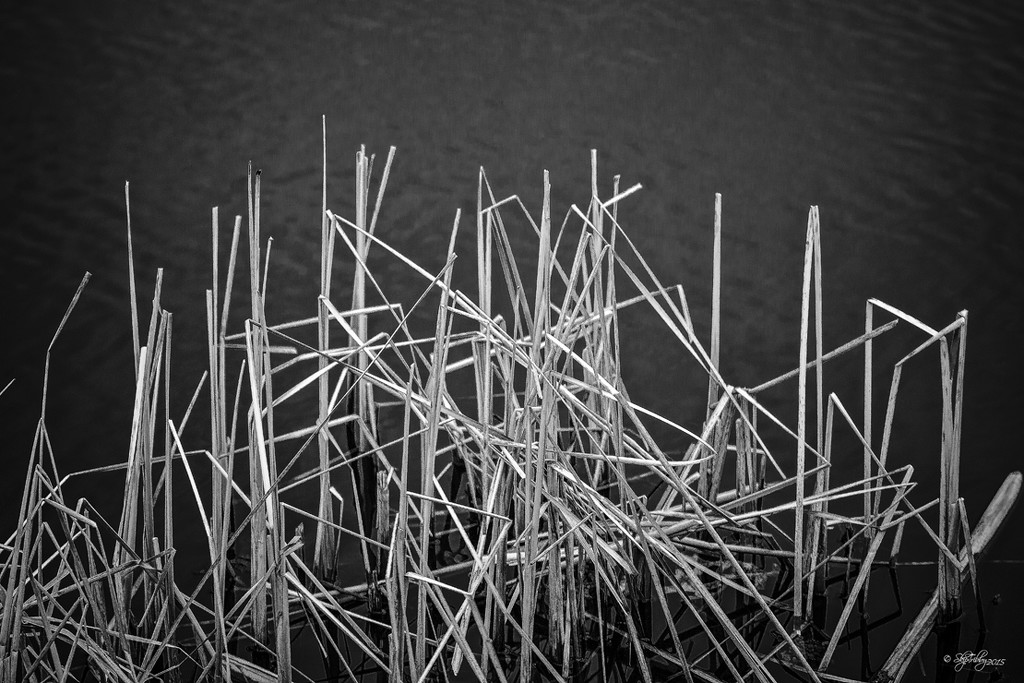 Reeds by skipt07