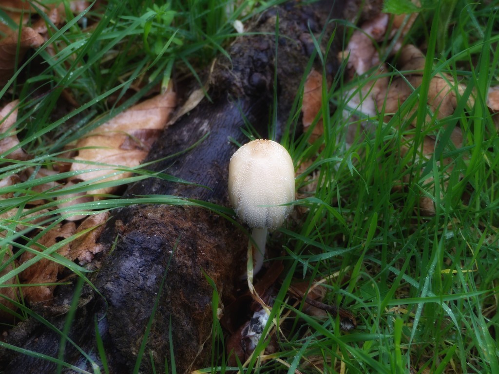 Mushroom by mattjcuk