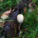 Mushroom by mattjcuk