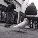 Pigeon toed by barrowlane
