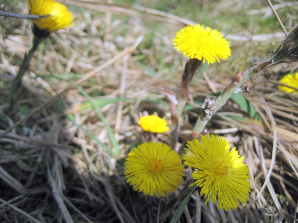 Coltsfoot by steveandkerry