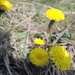 Coltsfoot by steveandkerry