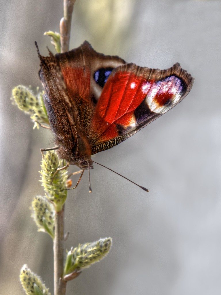 Peacock Butterfly. by gamelee