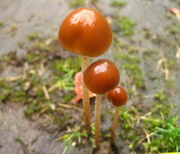 27th Oct 2013 - mushrooms
