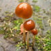 mushrooms by steveandkerry