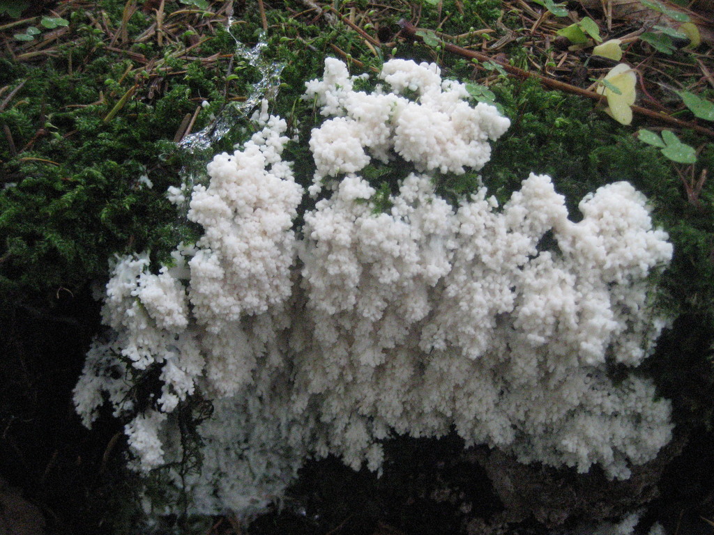 strange fungus by steveandkerry