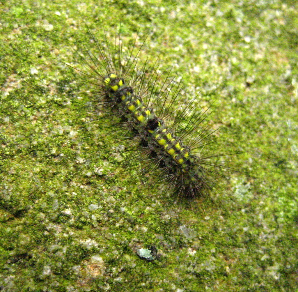 Muslin footman caterpillar by steveandkerry