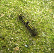 6th Jun 2014 - Muslin footman caterpillar