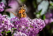 11th Apr 2015 - Monarch on Lilac