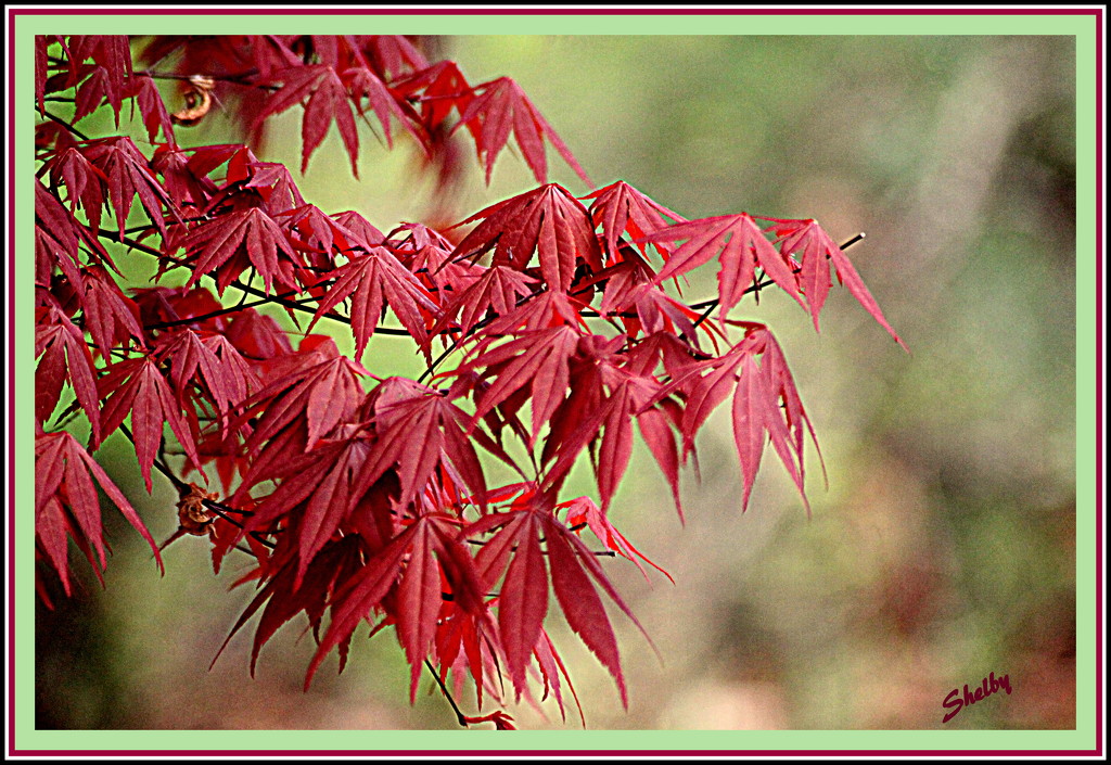 Japanese Maple leaves in Spring by vernabeth