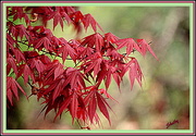 9th Apr 2015 - Japanese Maple leaves in Spring