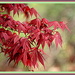 Japanese Maple leaves in Spring by vernabeth