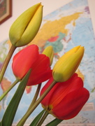11th Apr 2015 - Tulips