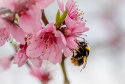 11th Apr 2015 - Peach blossom pollinator at work...