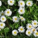 Field Daisies by kathyo