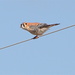 Bird On A Wire by kathiecb