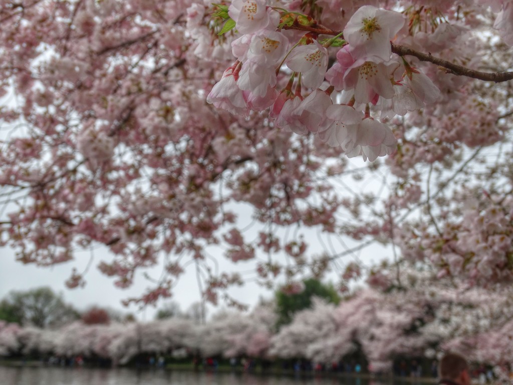 Cherry Blossomania! by khawbecker